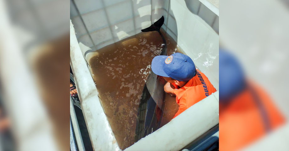 Rescatan a delfín que fue localizado varado en el muelle del Puerto La Libertad