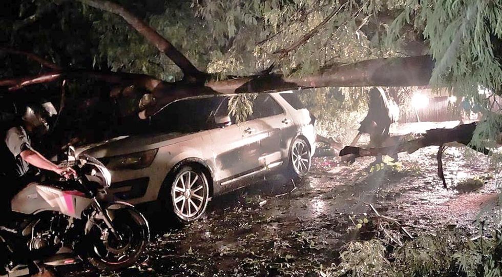 Retiran árbol caído en la carretera a Moncagua, San Miguel