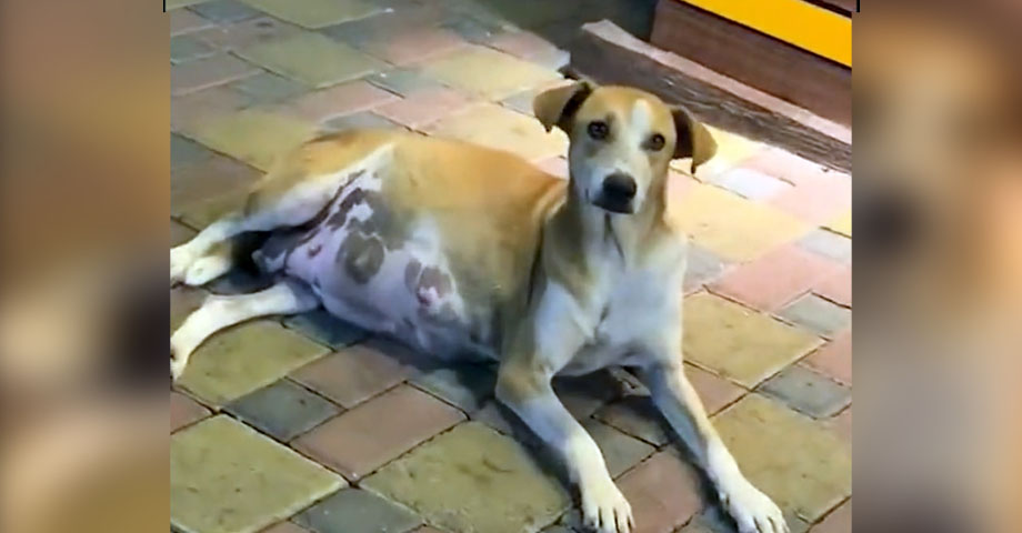 IBA rescata a Pilar, una perrita que fue abandonada estando a punto de tener a sus crías