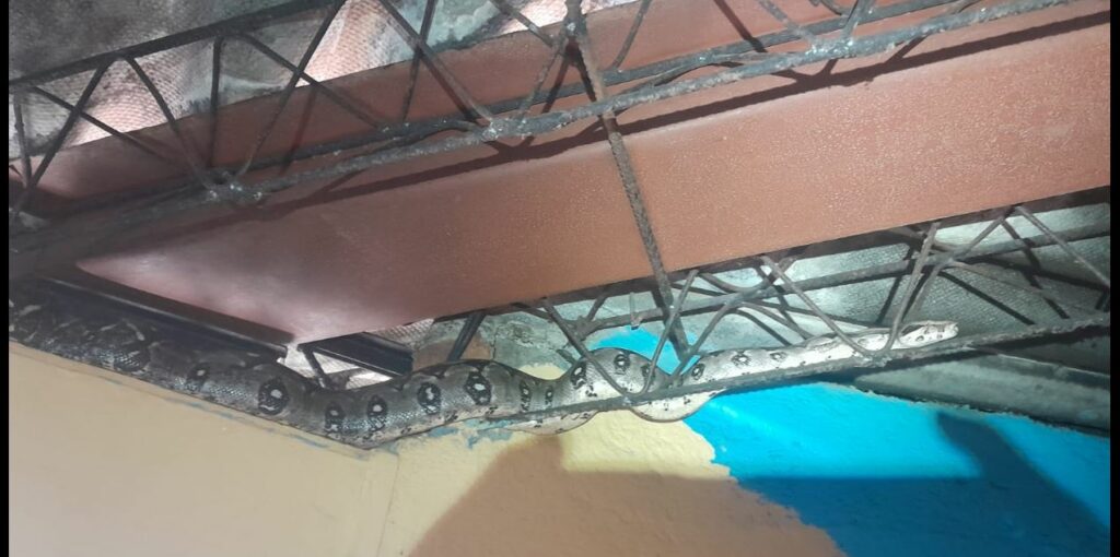 Mazacuata de gran tamaño se mete en vivienda de Quezaltepeque y causa pánico