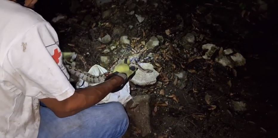 Socorristas desalojan una mazacuata que se encontraba dentro de una casa en Quezaltepeque
