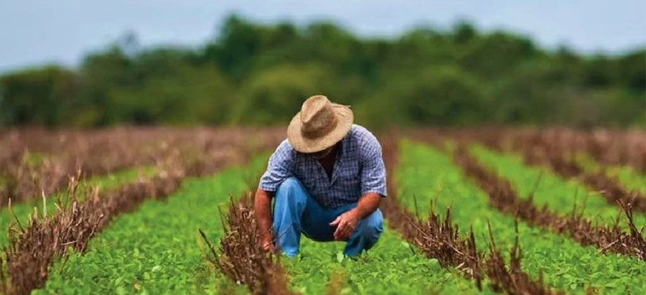 Incontables pérdidas en sector agrícola tras paso de huracán Otis en México