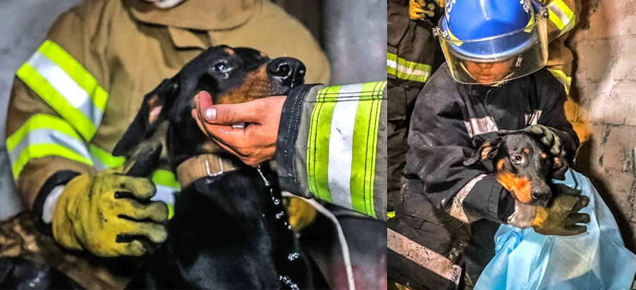 Rescatan a perrito de voraz incendio en Bulevar Venezuela