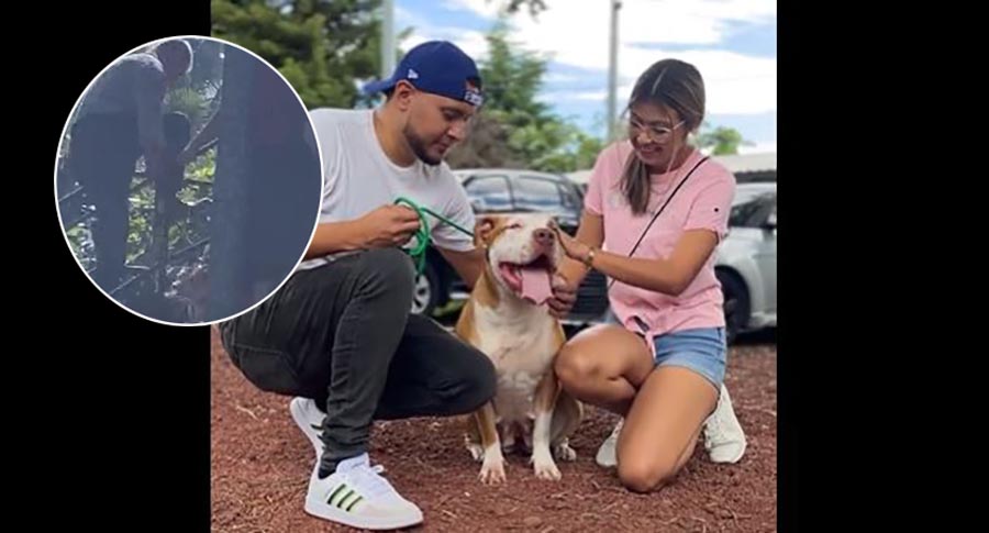 Perritos que sufrieron maltrato ya cuenta con nueva familia gracias al IBA