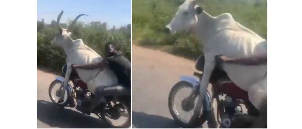 VIDEO: Sujeto se viraliza por llevar un toro en la moto
