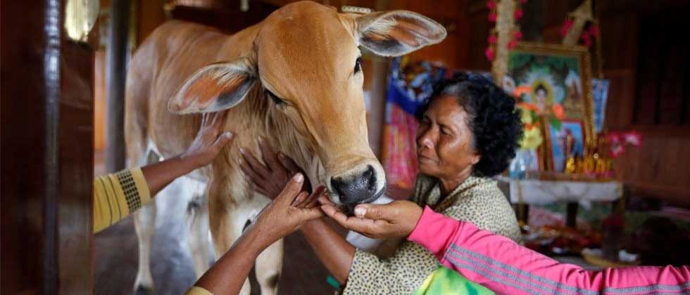 Mujer se casa con una vaca y asegura que es la reencarnación de su esposo