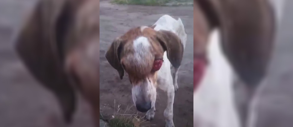 Arrestan a mujer que por meses no hizo nada por ayudar su perro tras ver que tenía un tumor en la cabeza