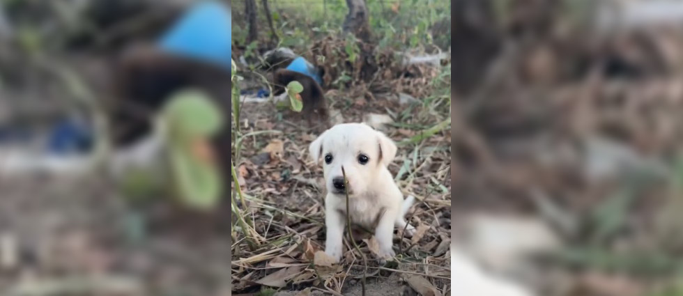 IBA rescata a seis perritos que fueron abandonados a su suerte