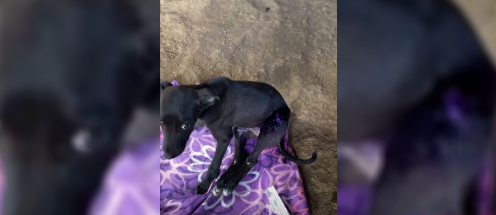 Rescatan a perrito que pasó más de 10 días con una fractura expuesta: perdió una patita