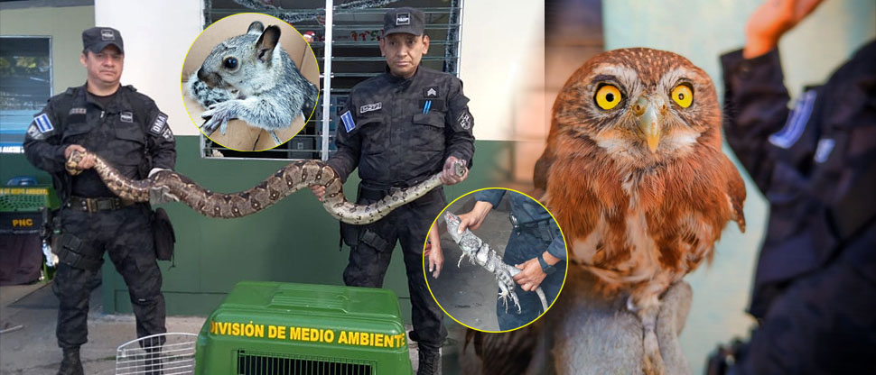 Liberan a varios animales silvestres recuperados en distintos puntos del país