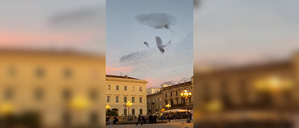 VIDEO: Viralizan hipnótica danza de pajaritos en una plaza italiana
