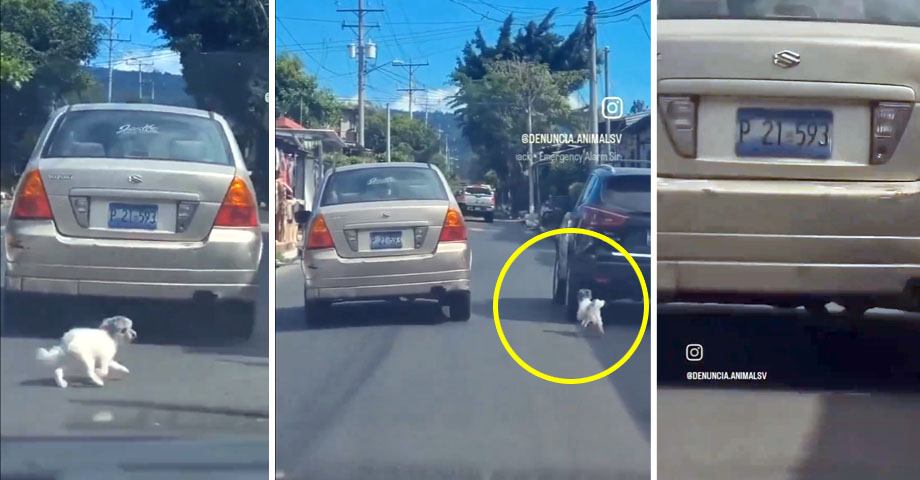 Denuncian presunto abandono de un perrito en Lourdes