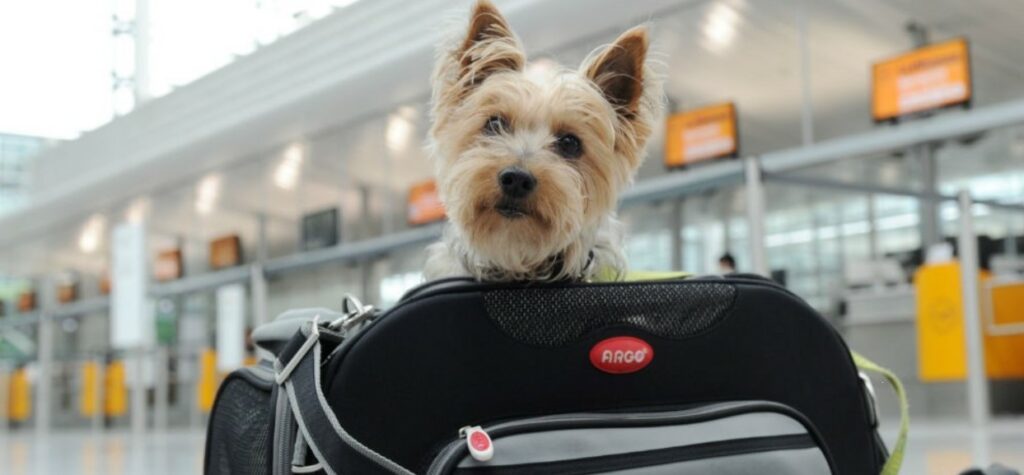 Aerolínea incluye comida para mascotas en el menú de sus vuelos
