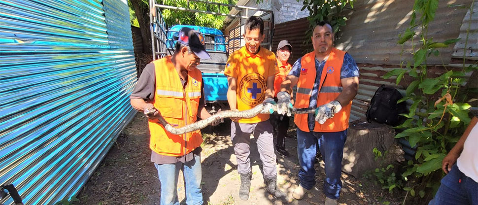 Retiran a serpiente que causó alarma en un hogar en Santa Ana