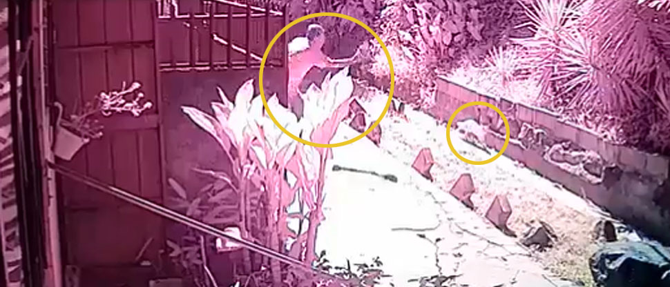 Denuncian a sujeto que agarra a pedradas a gatos que pasan frente a su casa