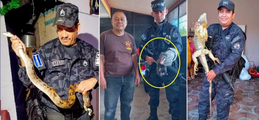 PNC recupera varios animales silvestres que estaban en hogares