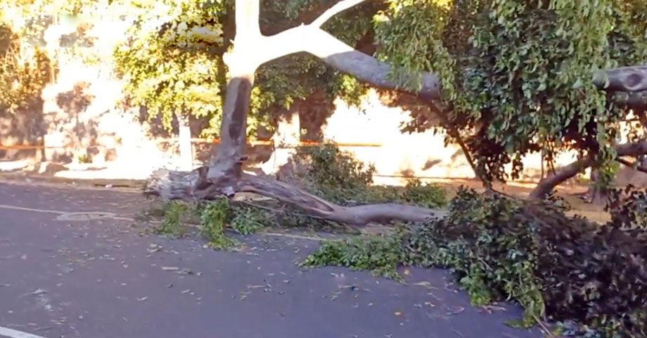 Caída de árbol obstaculiza el paso vehicular sobre la calle El Mirador en San Salvador