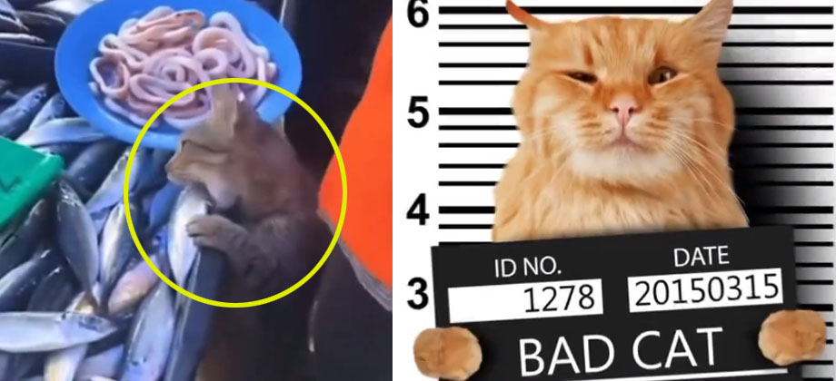 Graban a gatito robando un pescado y le hacen divertidos memes