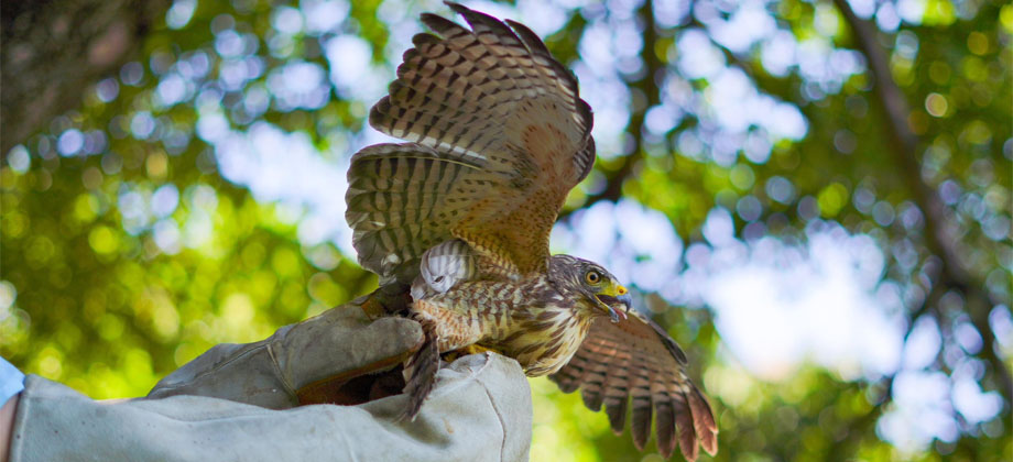 Liberan diversas especies de animales silvestres rescatados en distintos puntos del país
