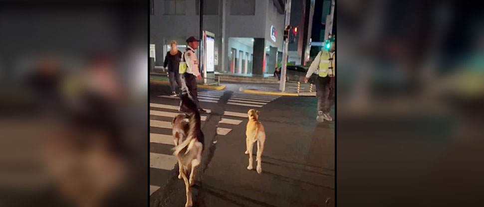 Gestores del VMT también enseñan a conductores a respetar la vida de los perritos
