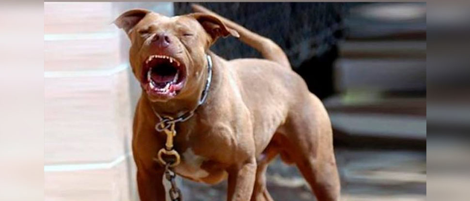 Hombre es atacado por perros pitbull en San Pedro Perulapán, Cuscatlán