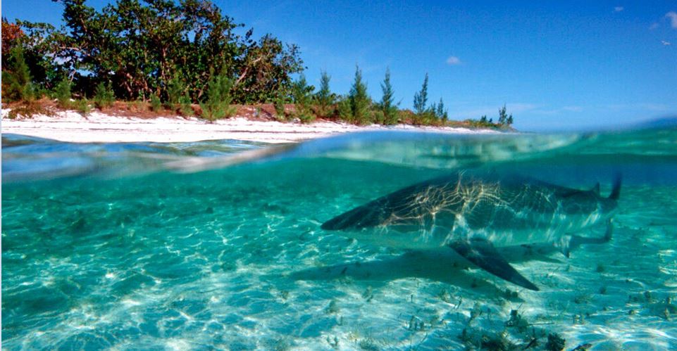 Tras celebrar su boda, mujer pierde la vida por ataque de tiburón en las Bahamas