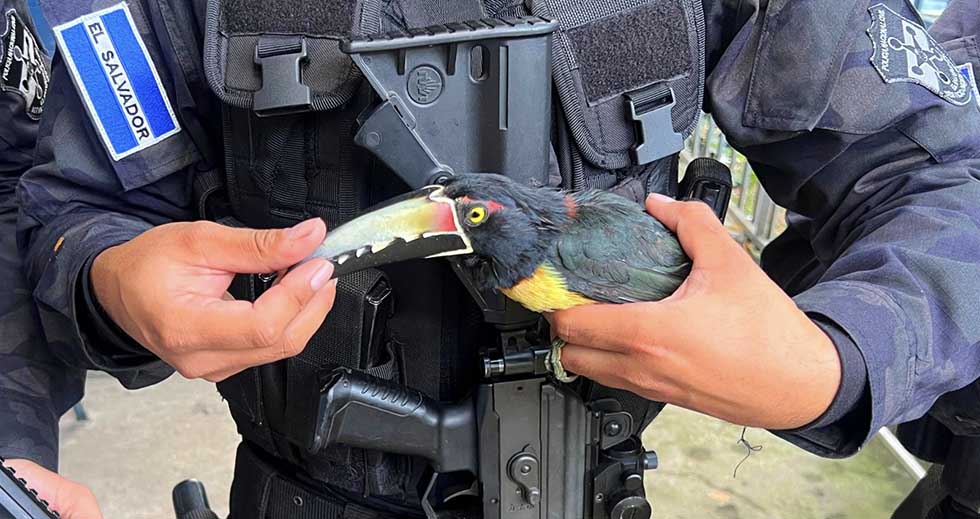 Policías rescatan a tucán en Tonacatepeque