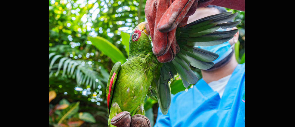 MARN trabaja para recuperar salud de una cotorra que tenía las plumas recortadas y no podía volar