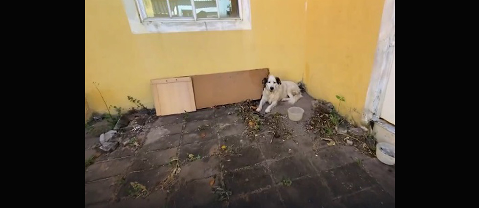Rescatan a perrito tras quedar solo por la muerte de su dueña