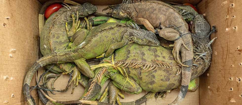 MARN atiende a iguanas y garrobos con heridas graves que fueron decomisados por la PNC
