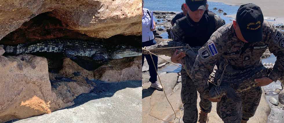 Rescatan a cocodrilo hallado en una playa de La Unión
