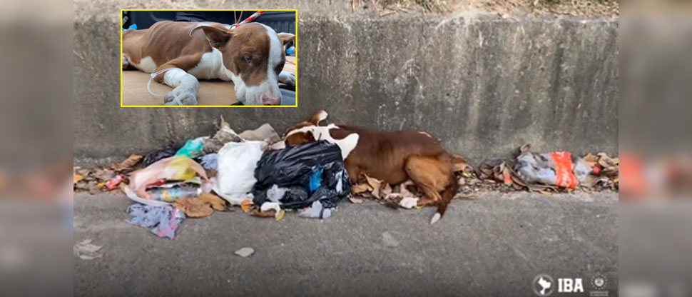 IBA rescata a Bengie, perro que fue atropellado y que estaba entre la basura