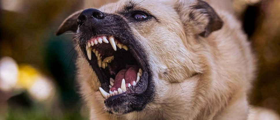 Perros atacan y provocan graves lesiones a niño de 13 años en San Miguel