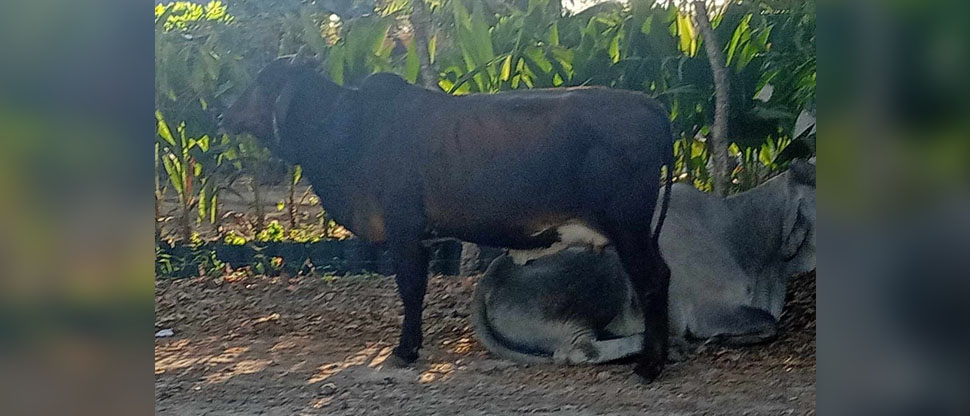 Localizan reses extraviadas tras vuelco de camión donde los transportaban