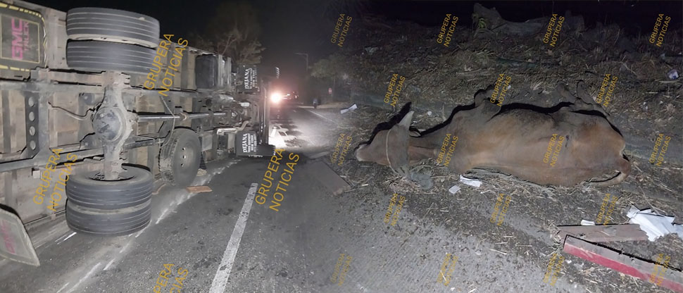 Camión que transportaba ganado vuelca en la “curva de la muerte” en Sonsonate