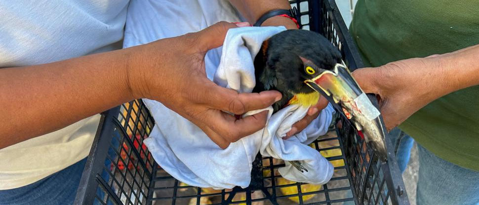 Auxilian a Tucán atropellado cerca de la comunidad La Mascota