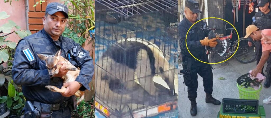 PNC rescata a varios animales silvestres y evita que lugareños los dañen