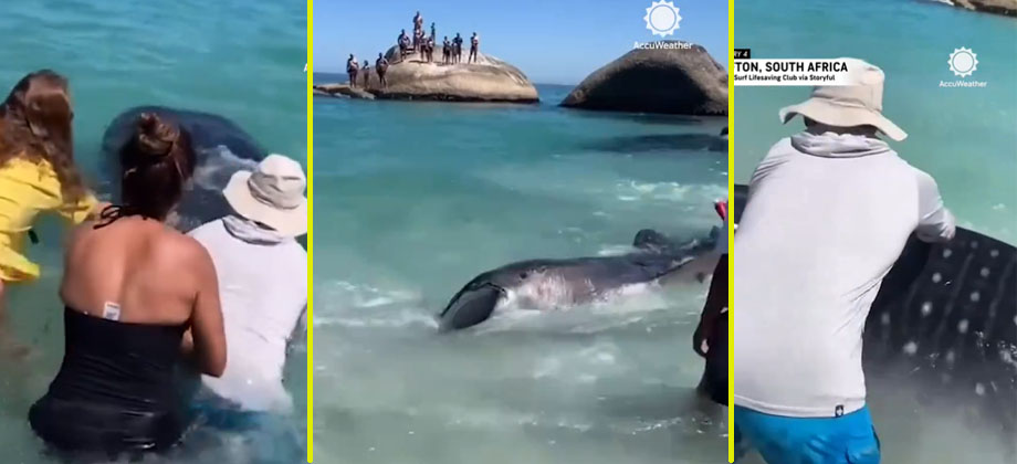Rescatan cría de tiburón ballena en costas de Sudáfrica