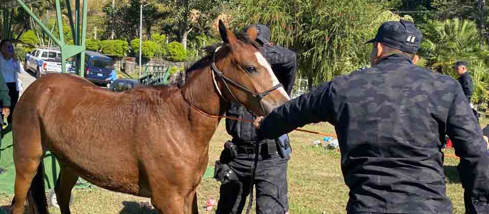 PNC investigará a quien pertenece el caballo que estuvo suelto en la avenida Roosevelt