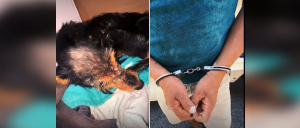 Capturan a sujeto que mantenía a su perrita en pésimas condiciones de salud