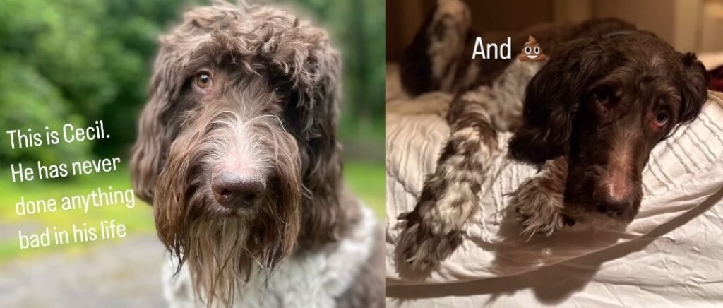 Perrito se come $4 mil que sus dueños tenían ahorrados
