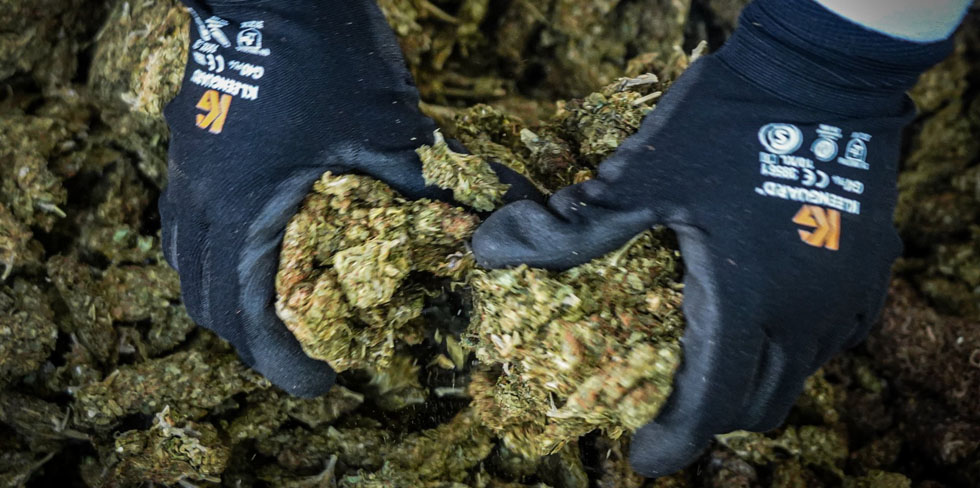Autoridades destruirán droga incautada a criminales