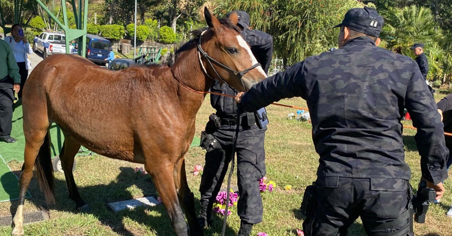 Cinco personas aseguran ser dueños de «Viruta», la Yegua que deambuló por San Salvador