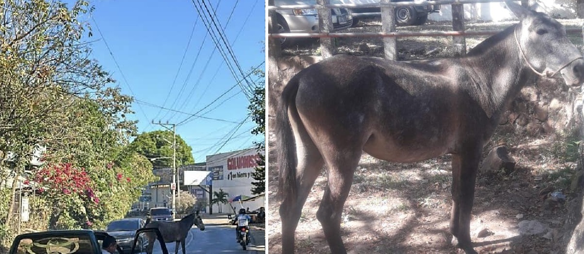 Mula suelta paraliza el tráfico: Piden que el dueño pase a retirarla