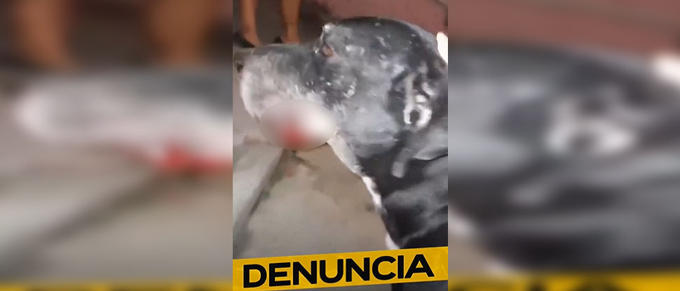 Recatan a perro que sufrió lesiones tras explotarle un mortero en su hocico