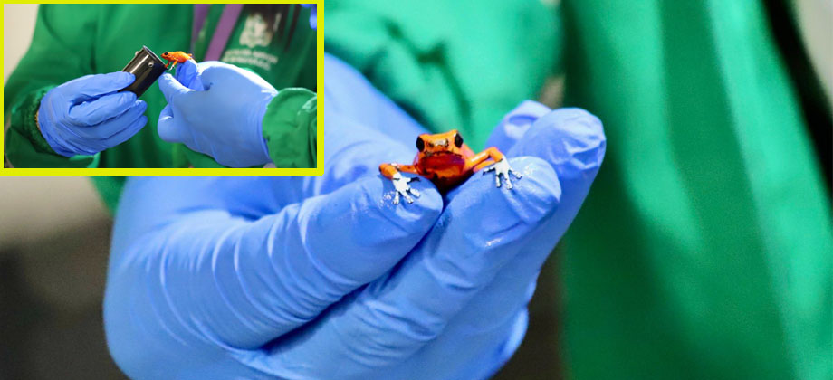 Mujer es descubierta con 130 ranas venenosas al interior de maleta en Colombia