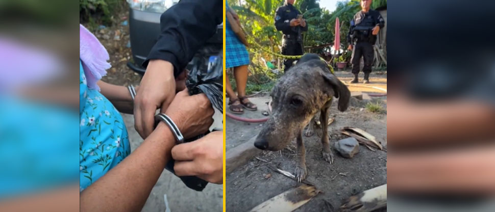 Arrestan a mujer que mantenía a su perrito en deplorable condición de salud