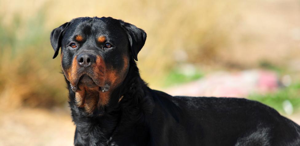 Cinco perros rottweiler acaban con la vida de su dueño en su casa en Nicaragua
