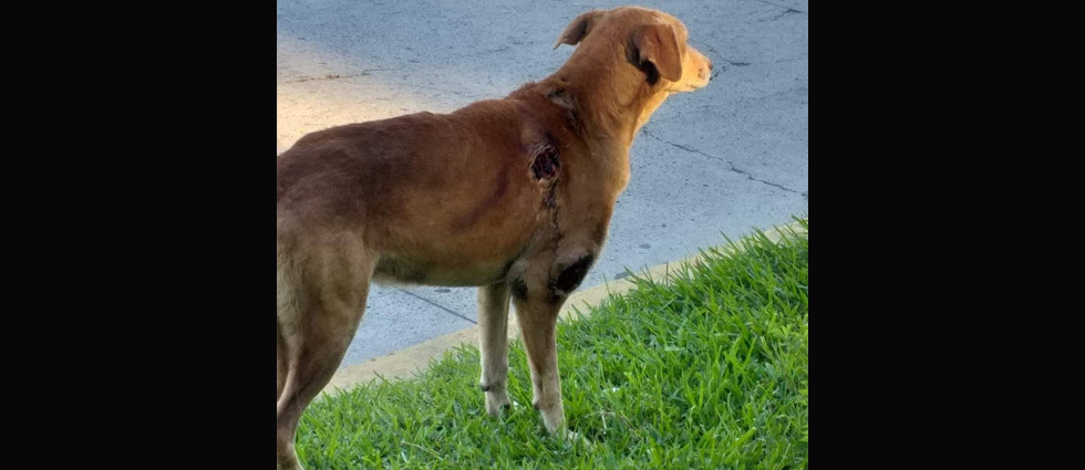 Ciudadana rescata a perrito con tumores y lo entrega al IBA