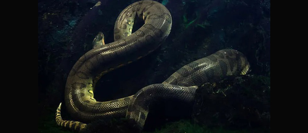 Descubren una nueva especie de anaconda gigante en el Amazonas